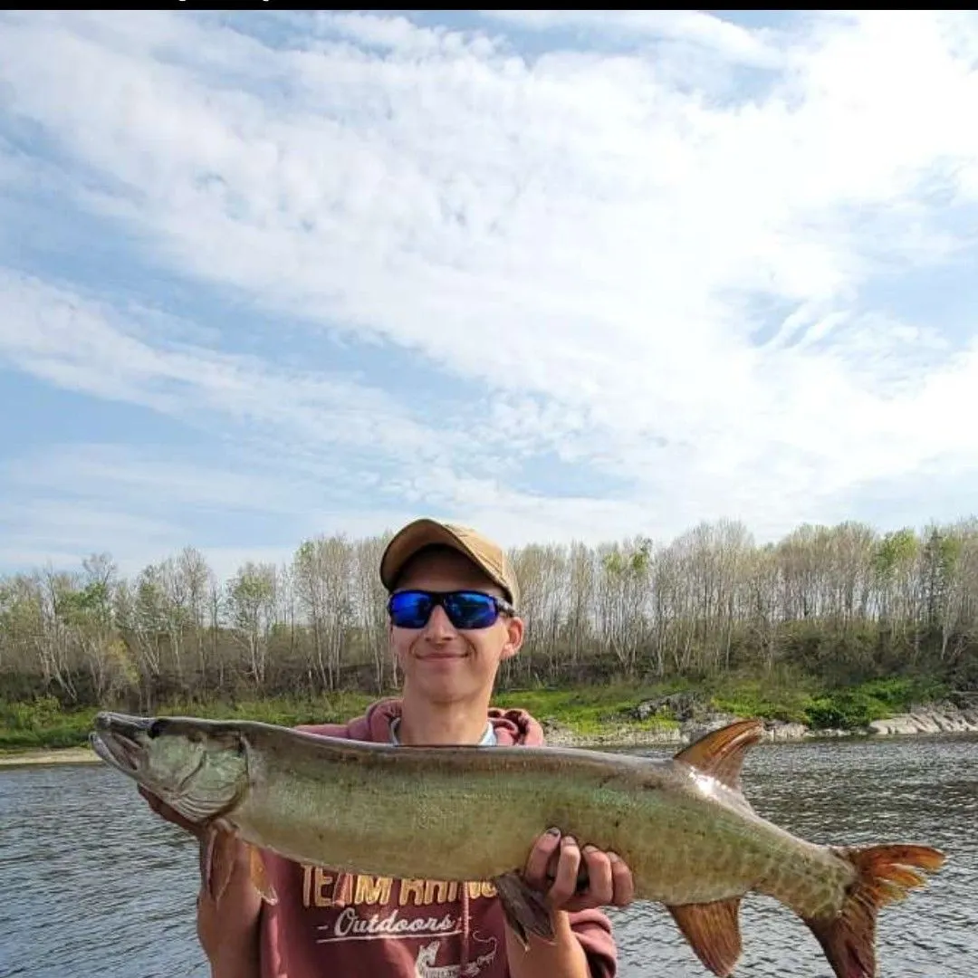 The most recent Muskellunge catches on Fishbrain