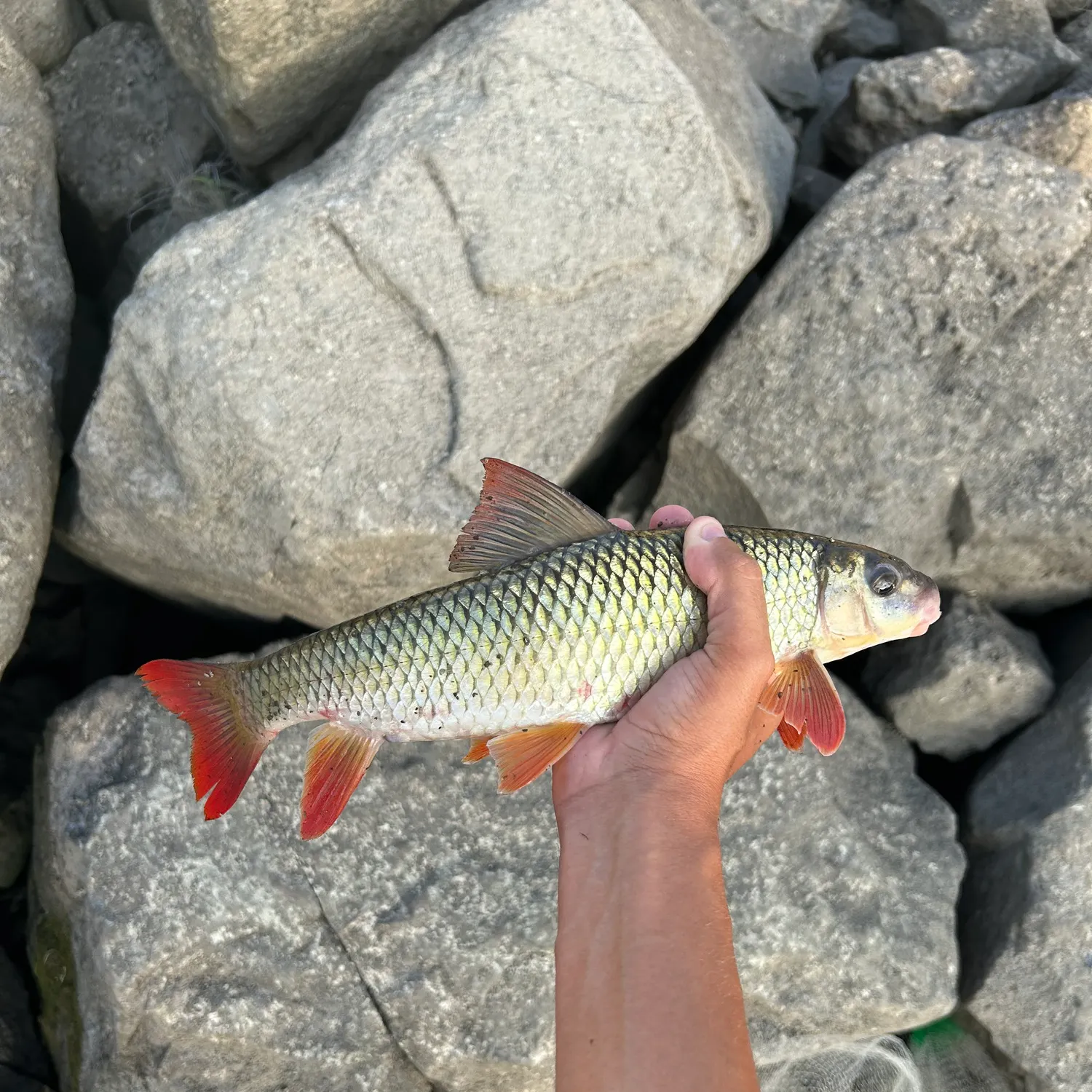The most recent Shorthead redhorse catches on Fishbrain