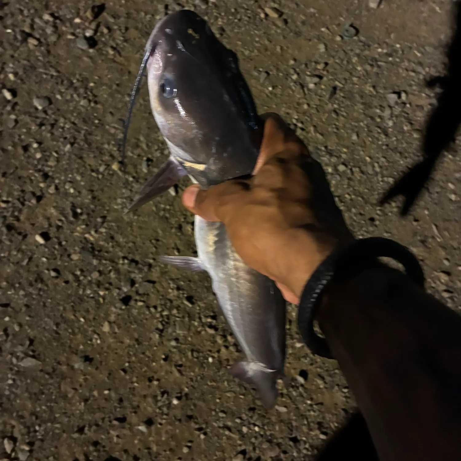 Channel catfish caught on Fishbrain