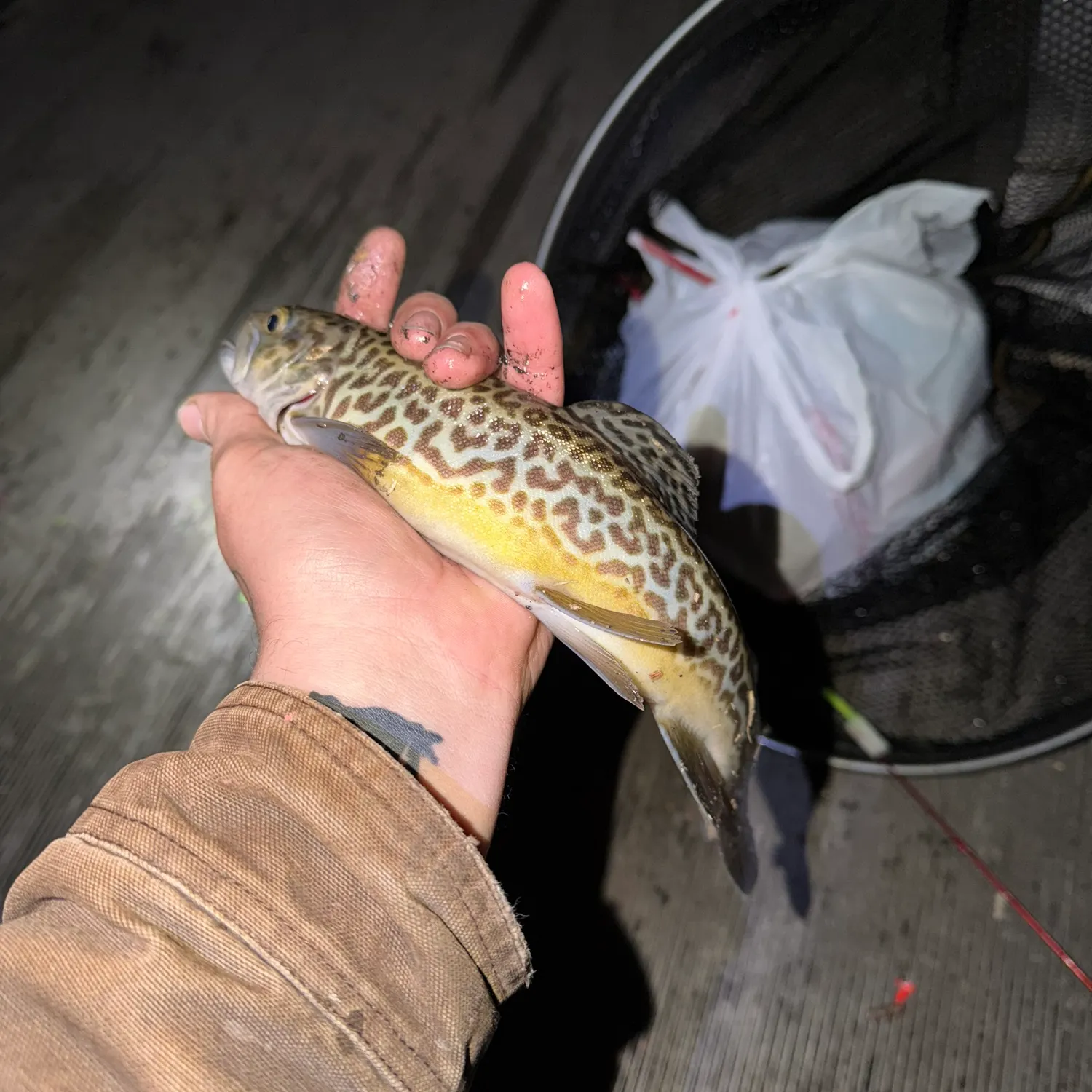 recently logged catches