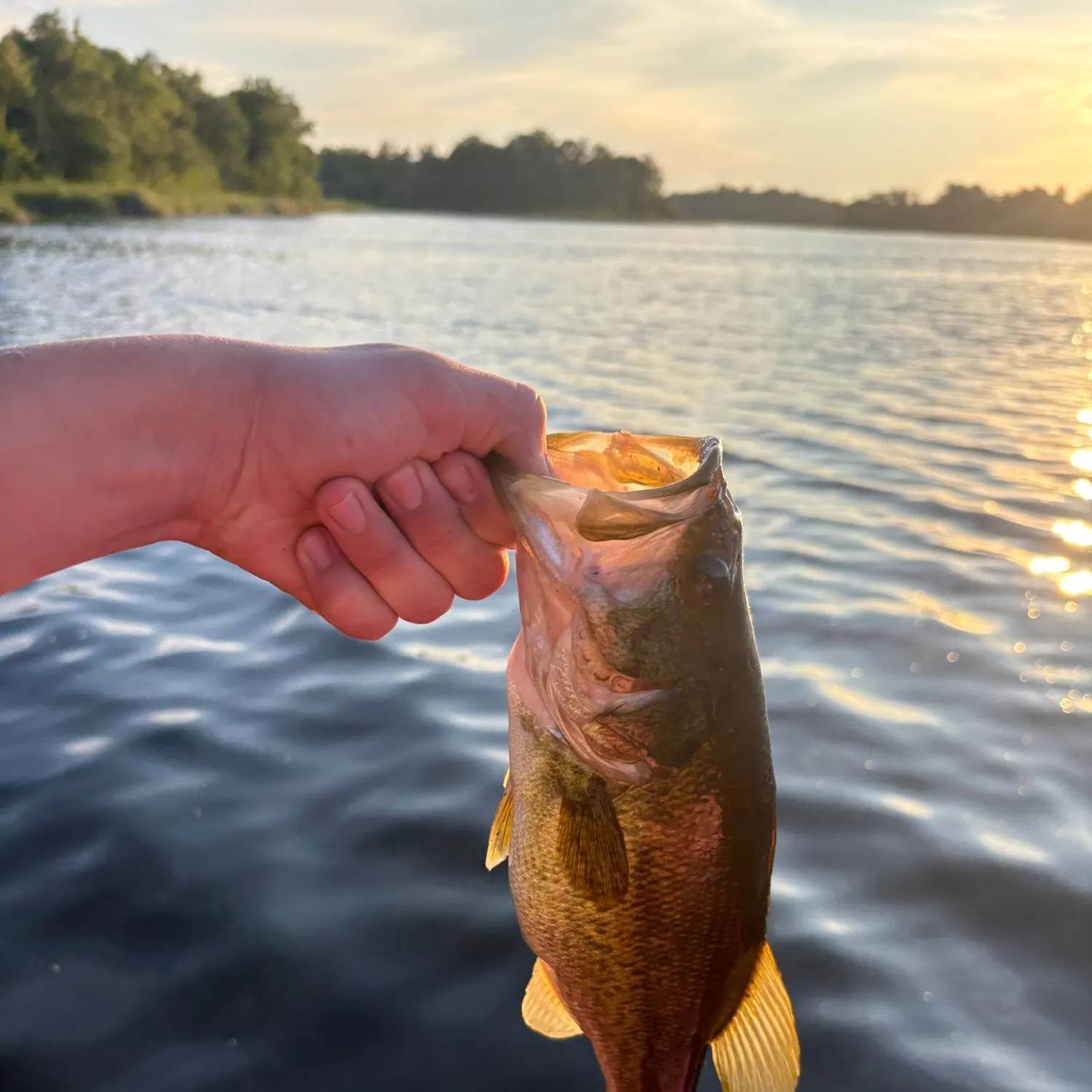 Largemouth bass caught on Fishbrain