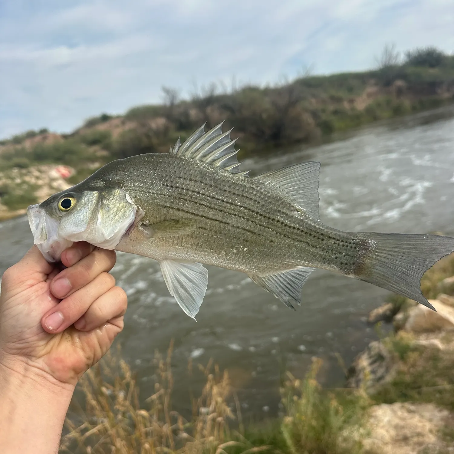 White bass caught on Fishbrain