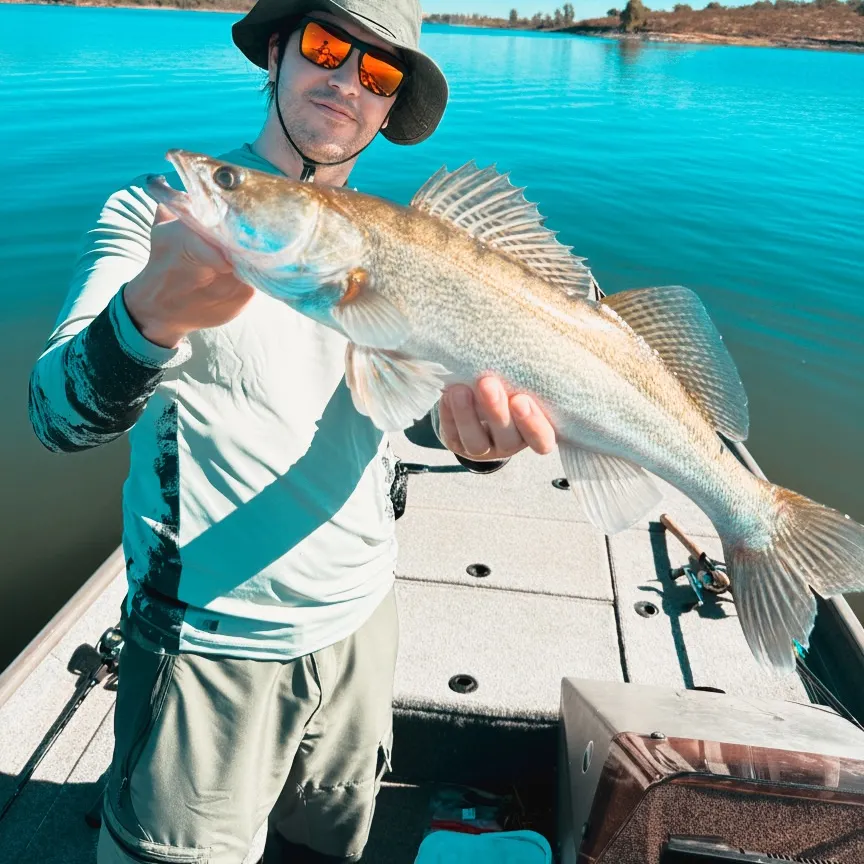 Zander caught on Fishbrain