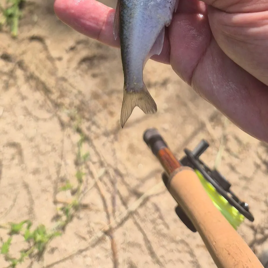 The most recent Common bleak catches on Fishbrain