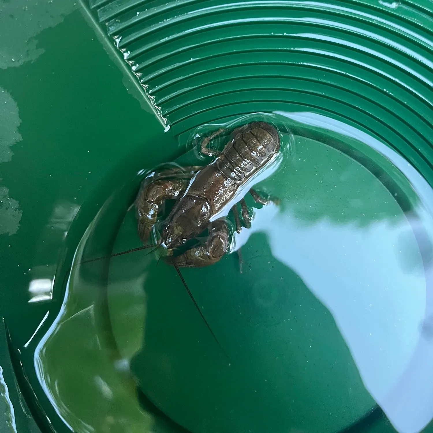 The most recent Appalachian brook crayfish catches on Fishbrain