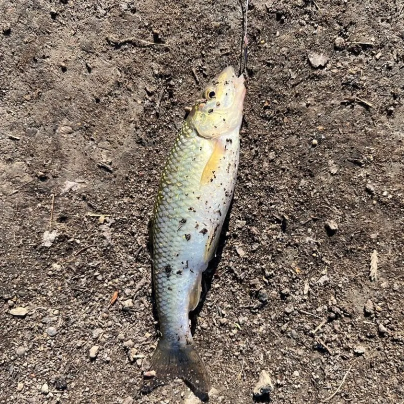 The most recent Redspot chub catches on Fishbrain