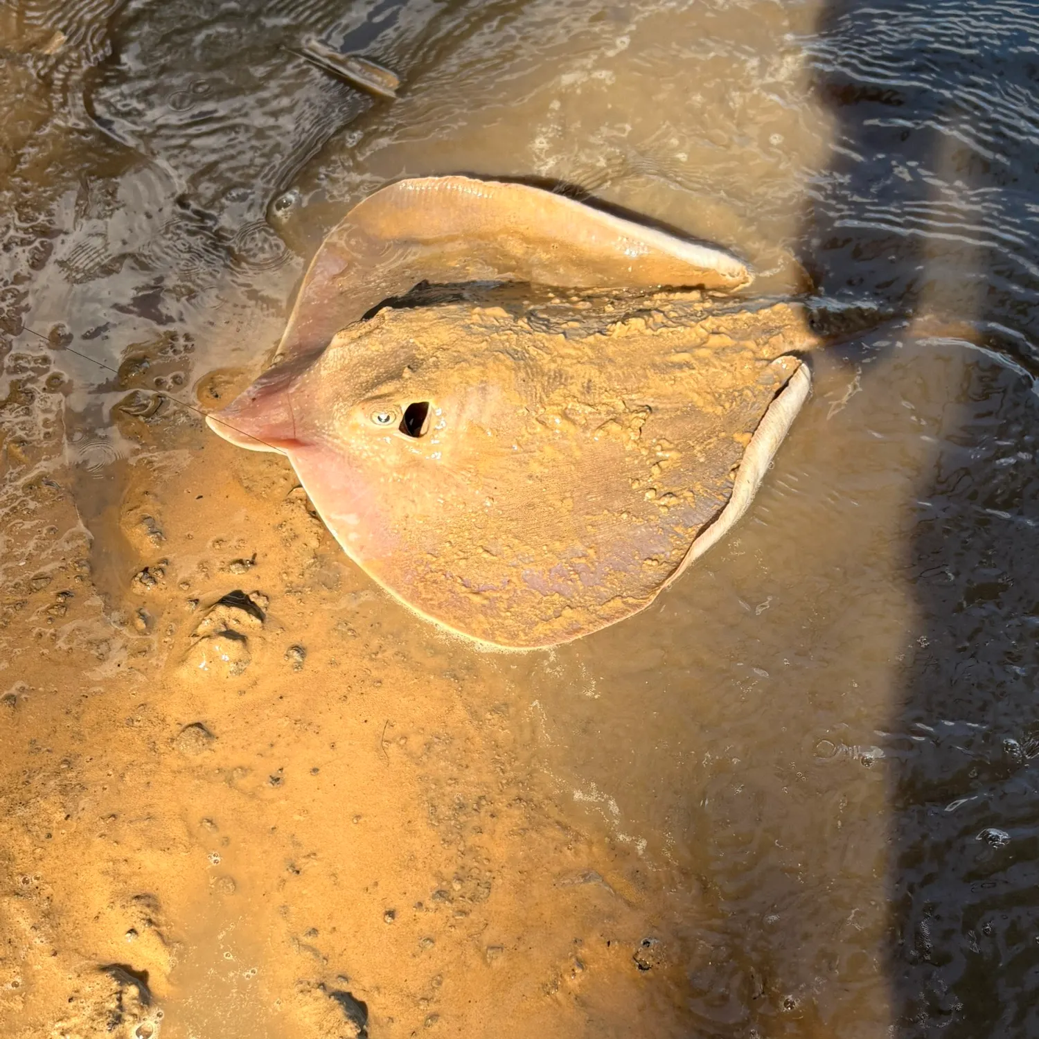Atlantic stingray caught on Fishbrain