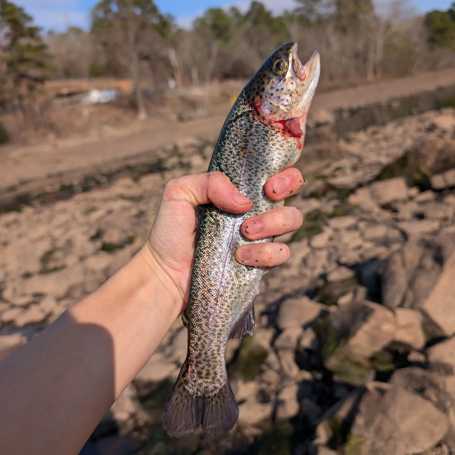 The most recent Rainbow trout catches on Fishbrain
