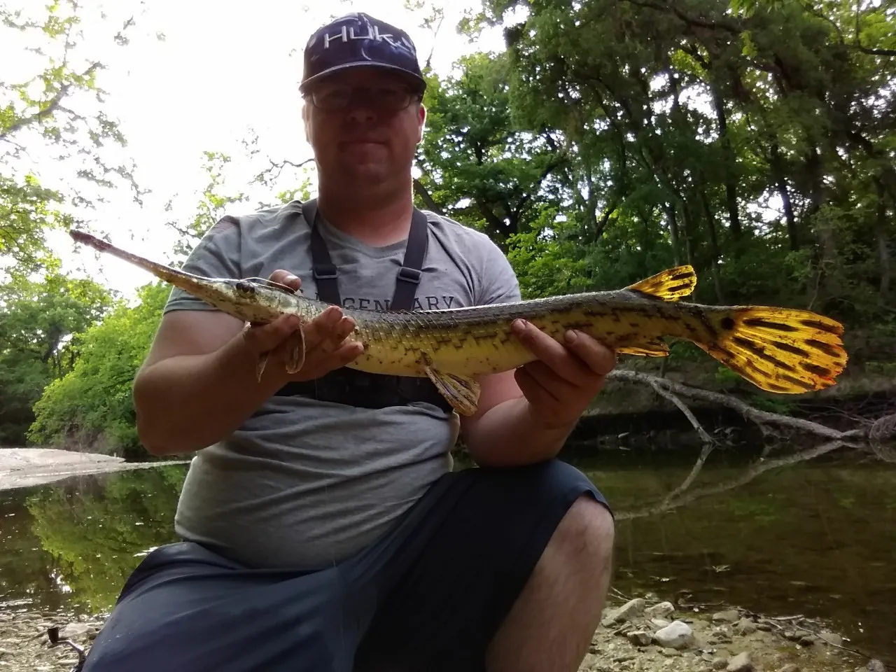 Longnose gar