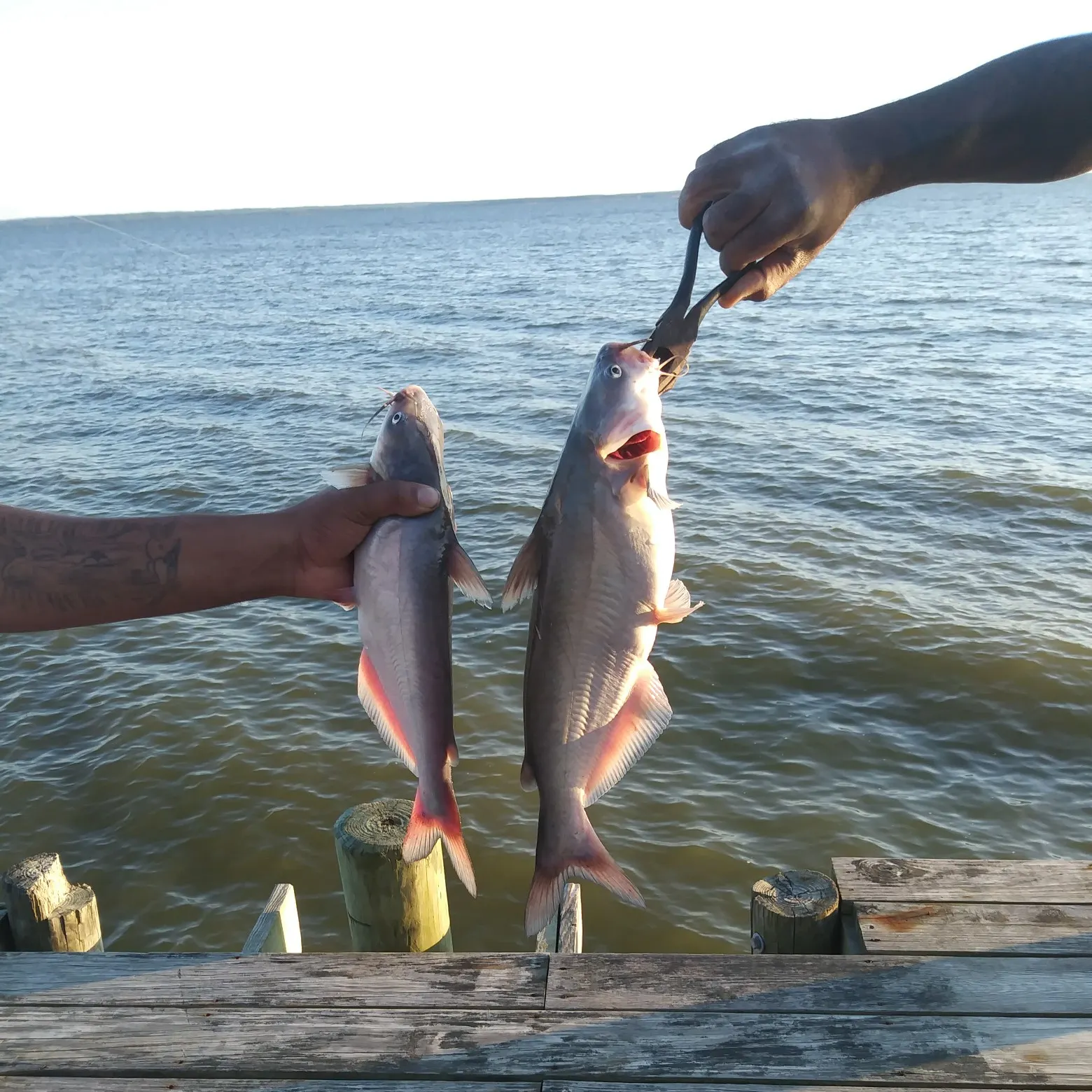 recently logged catches