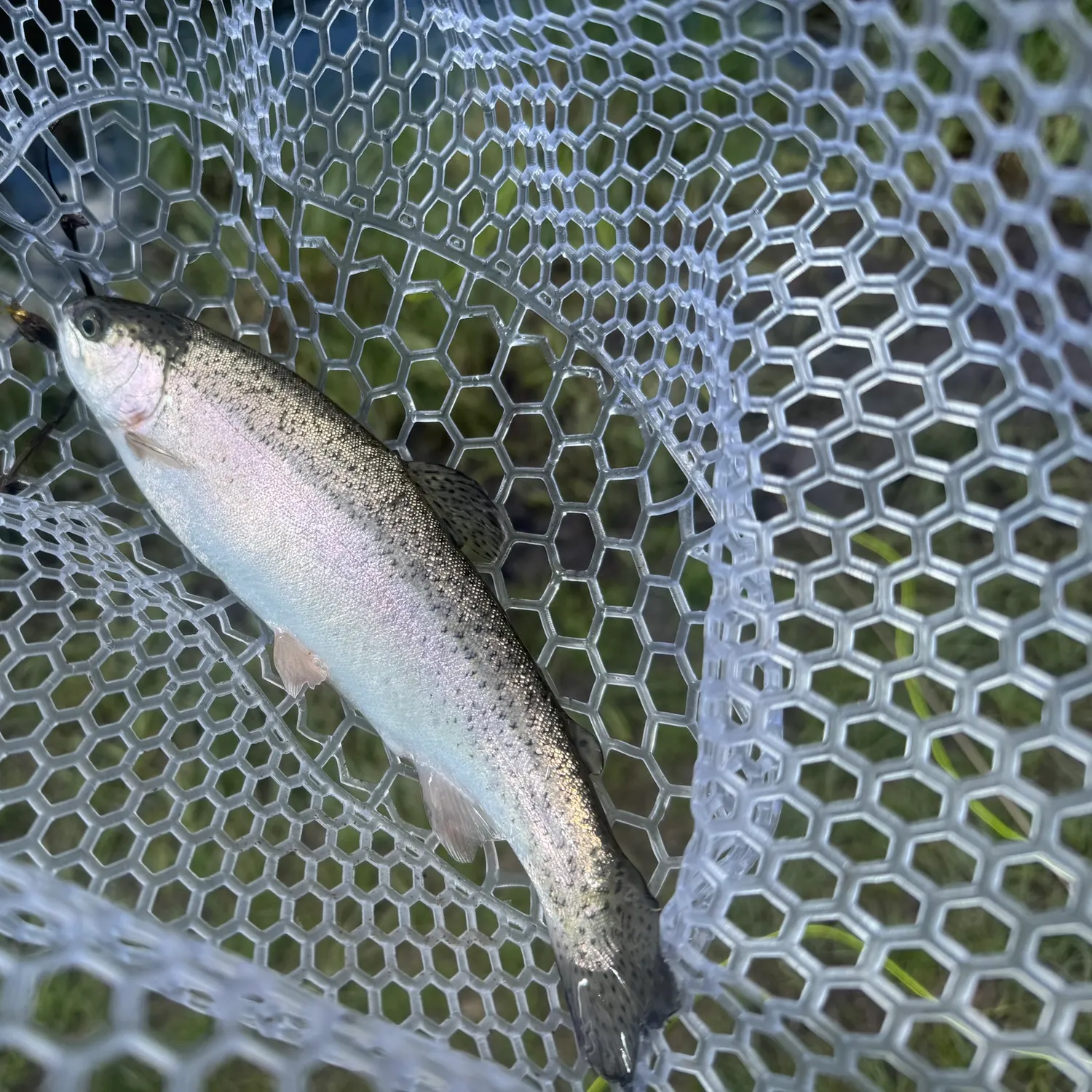 Rainbow trout caught on Fishbrain