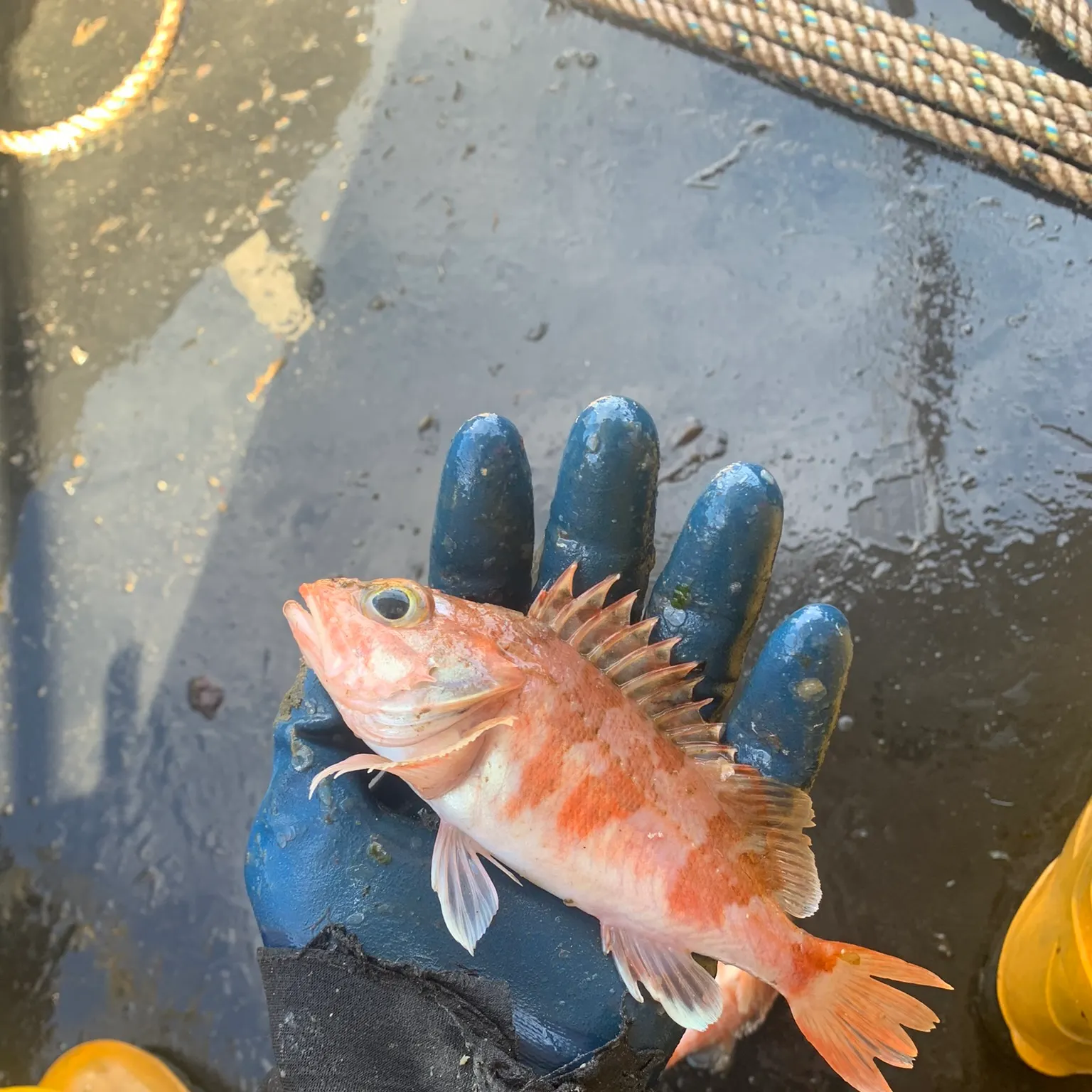 The most recent Blackbelly rosefish catches on Fishbrain