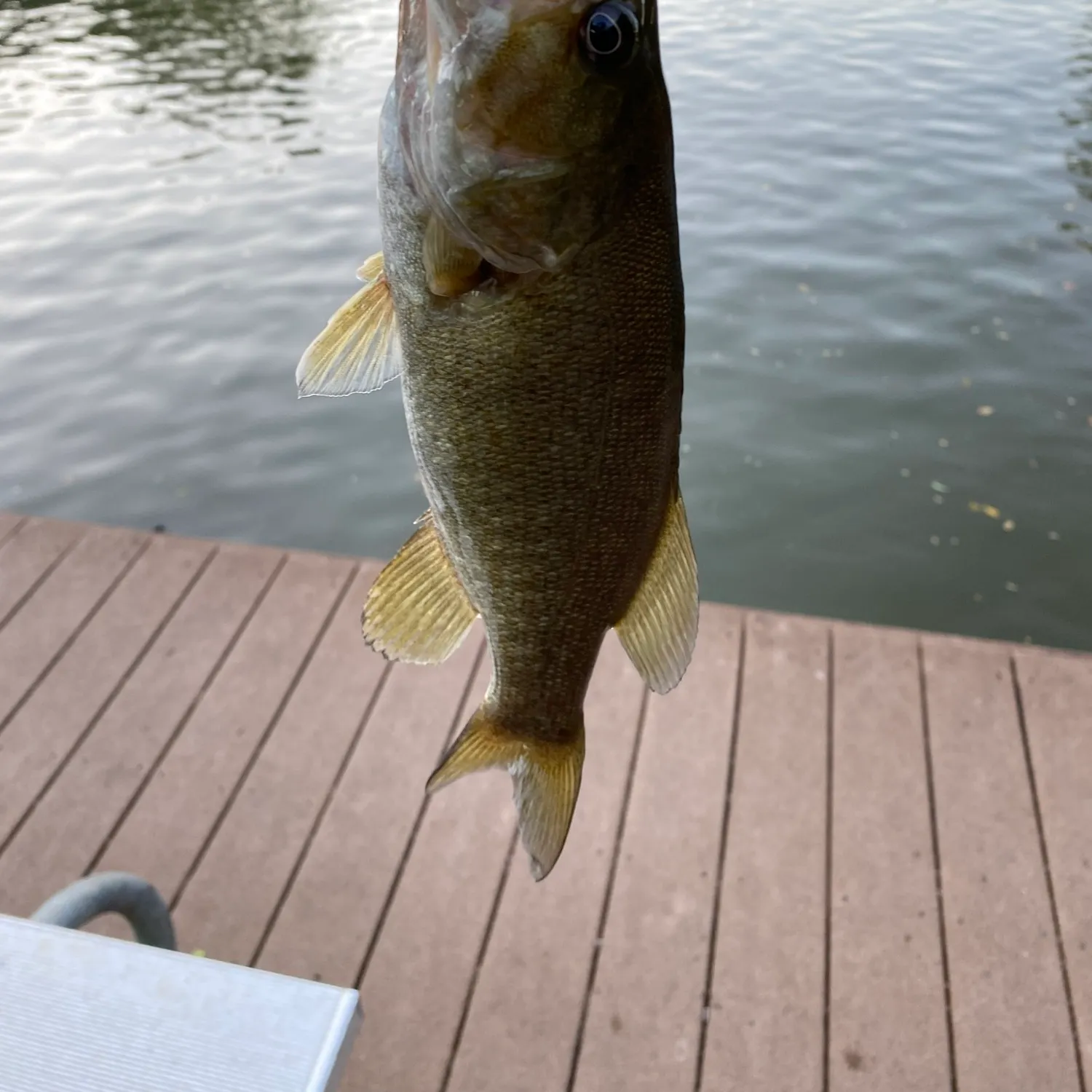 Smallmouth bass caught on Fishbrain