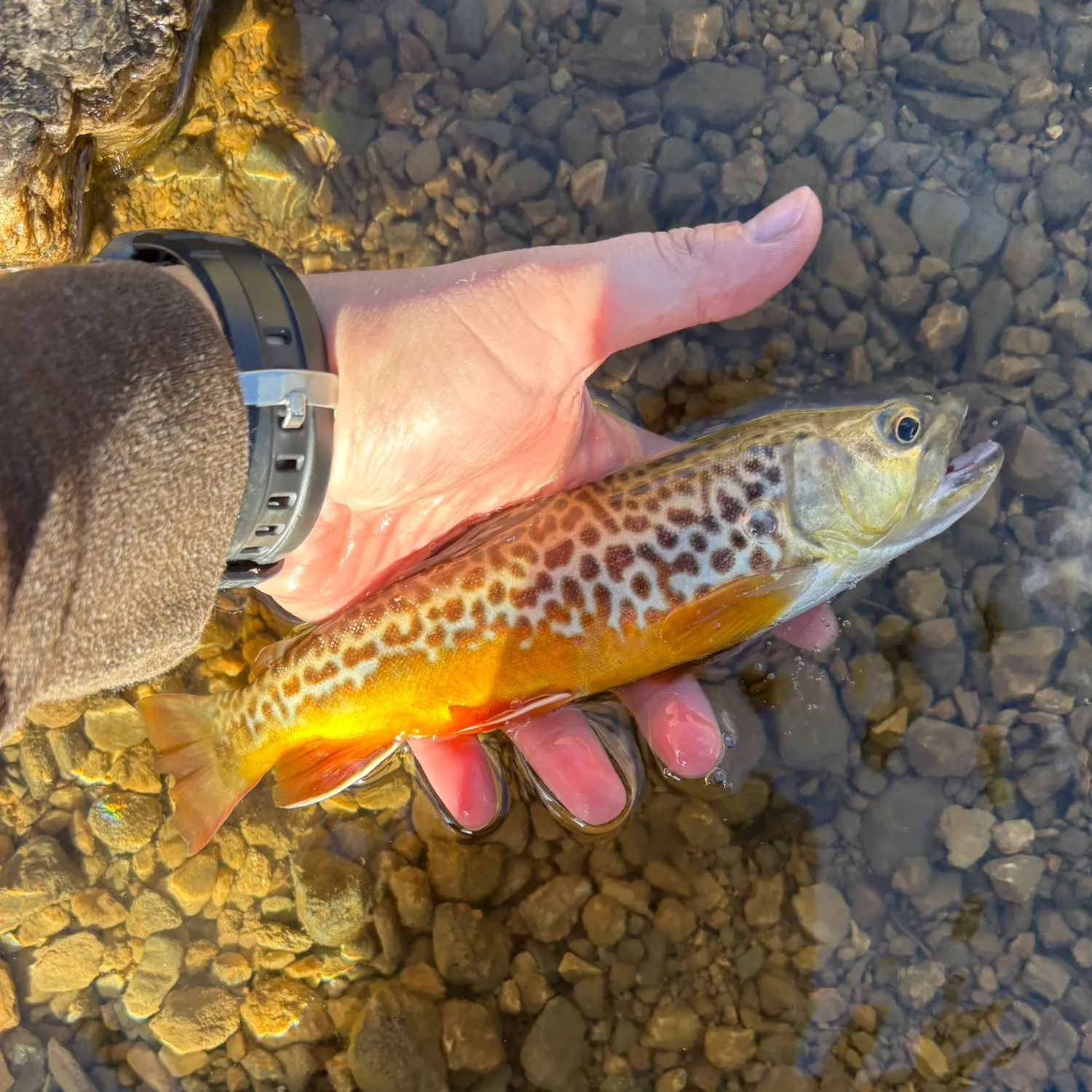 Tiger trout caught on Fishbrain