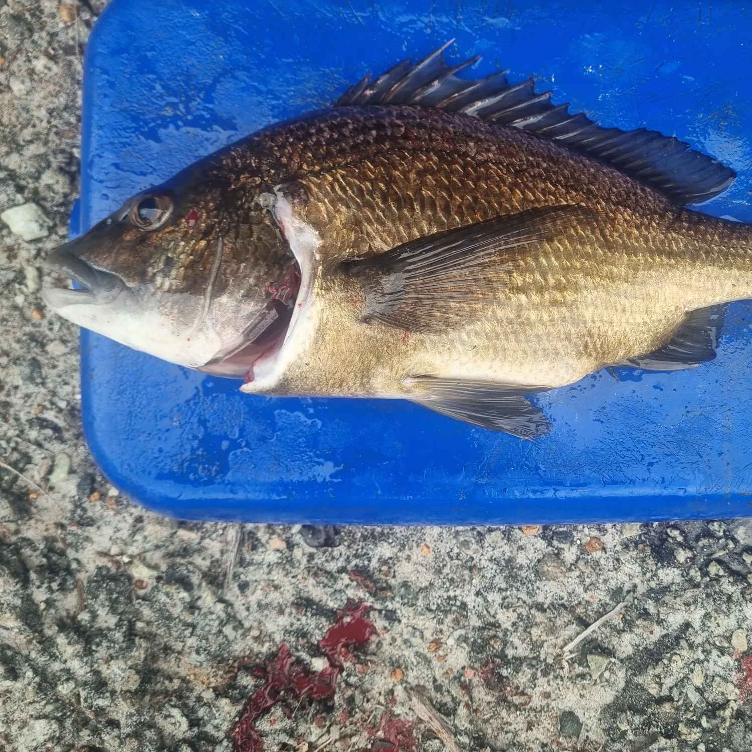 The most recent Southern black bream catches on Fishbrain