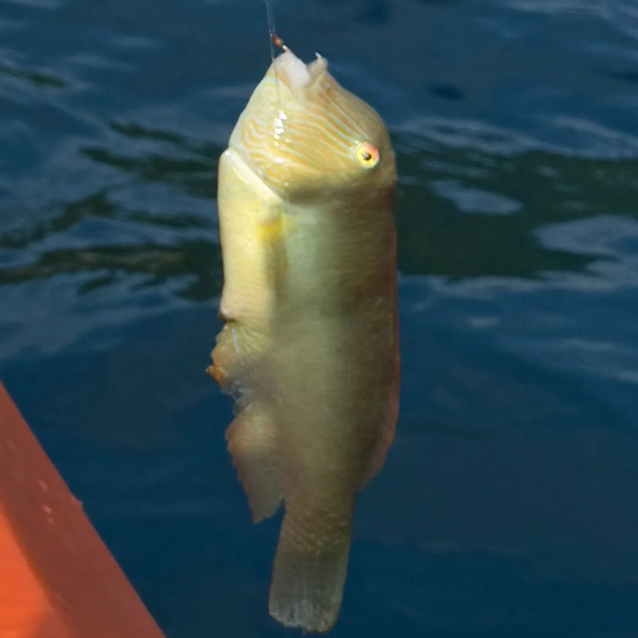 The most recent Pearly razorfish catches on Fishbrain