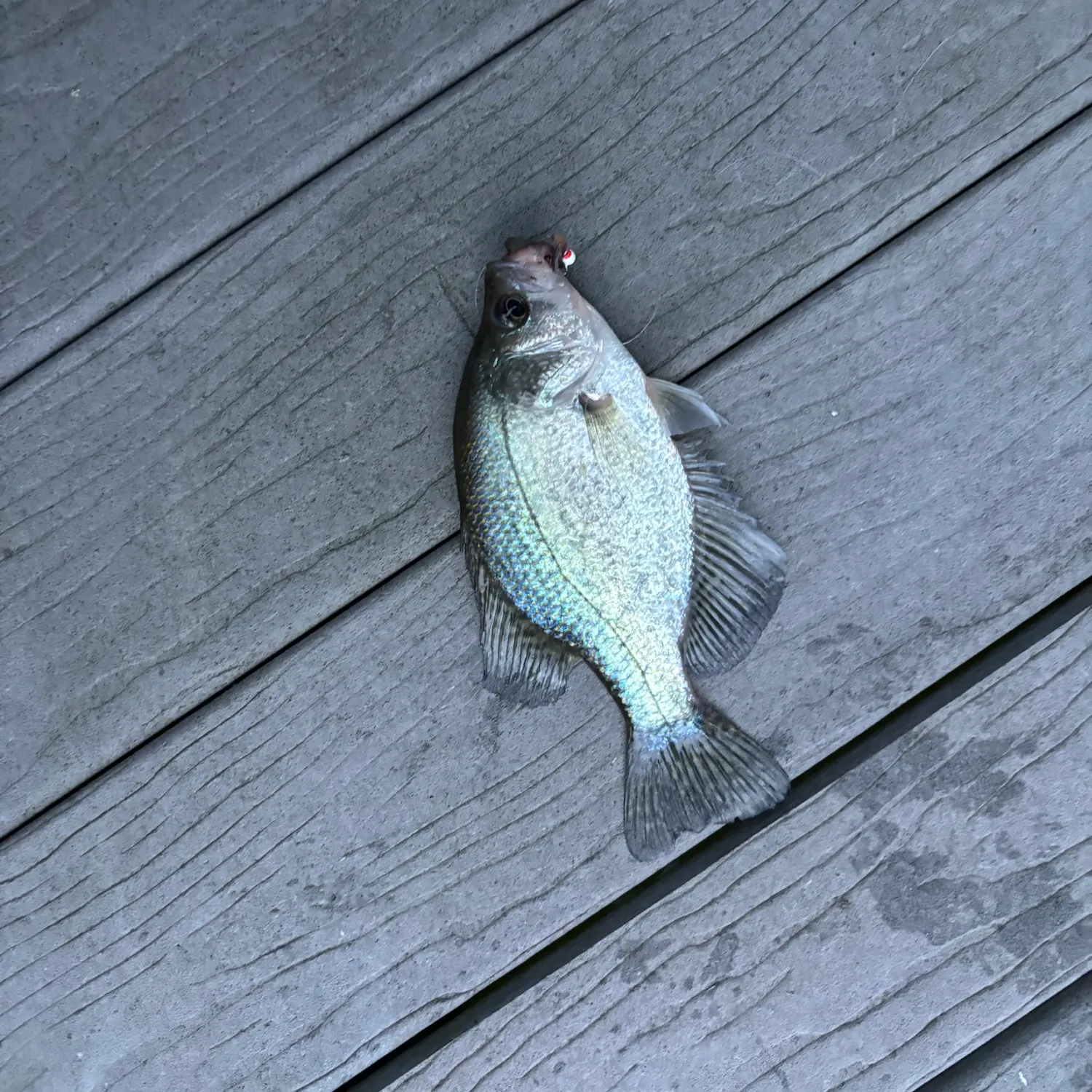 White crappie caught on Fishbrain