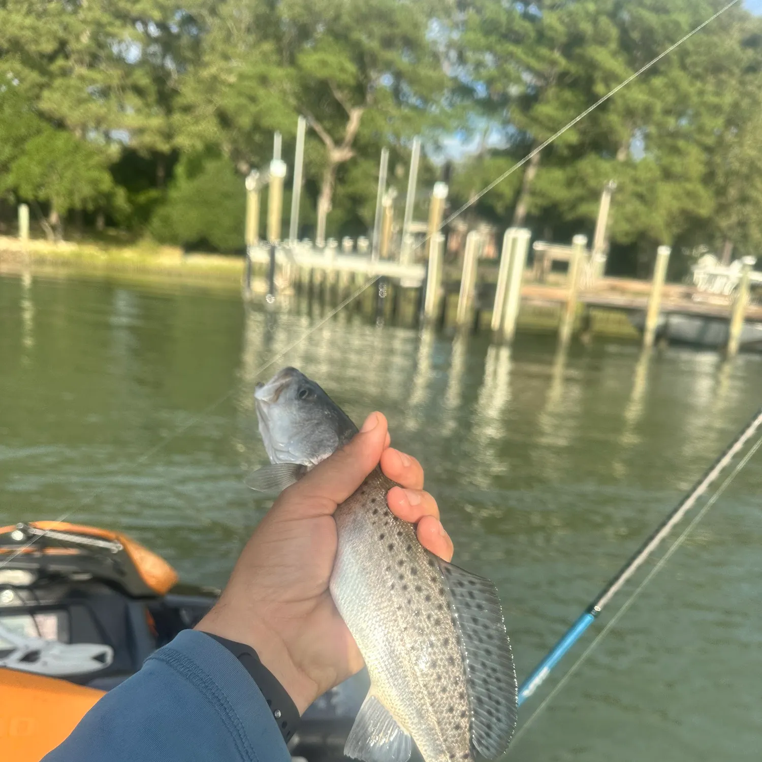 Spotted seatrout caught on Fishbrain