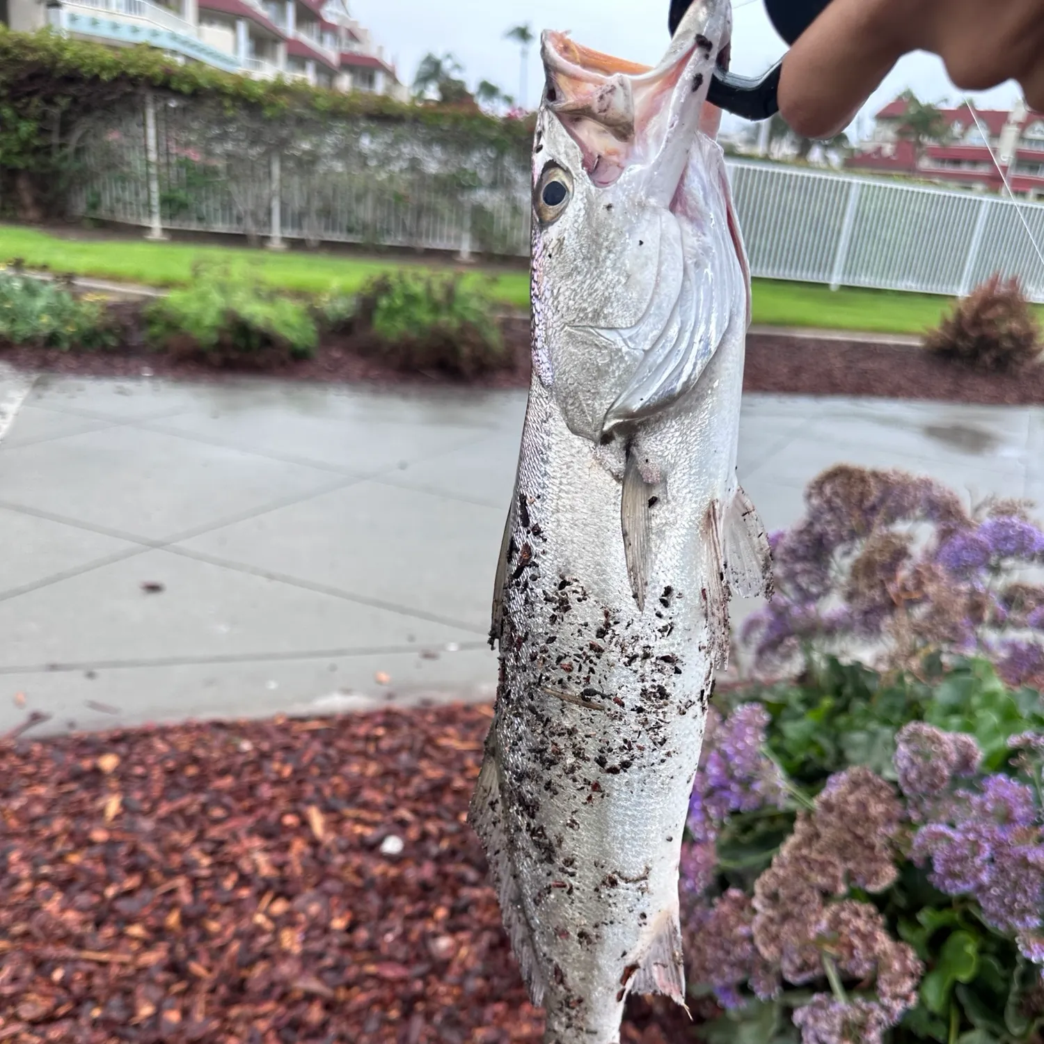 The most recent Shortfin corvina catches on Fishbrain