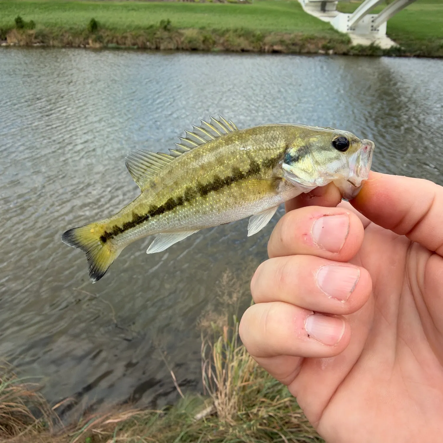Spotted bass caught on Fishbrain