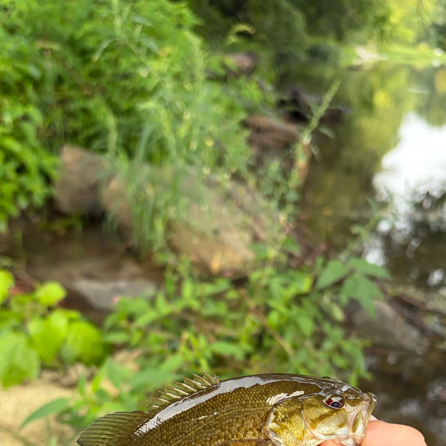 Smallmouth bass caught on Fishbrain