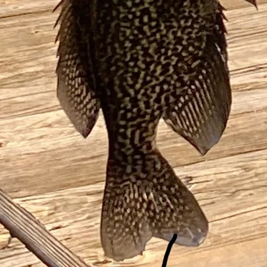 Black crappie caught on Fishbrain