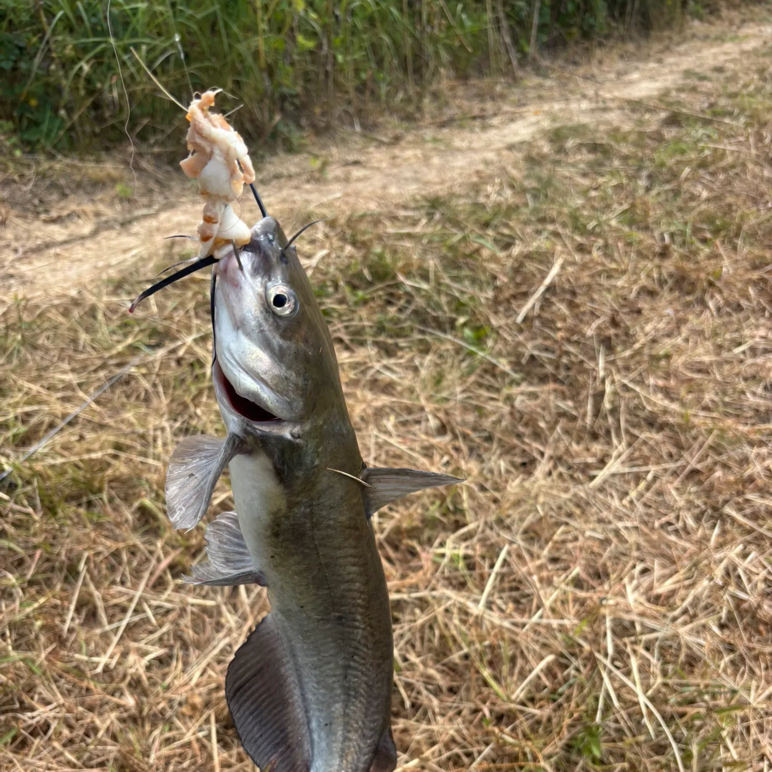 Channel catfish caught on Fishbrain