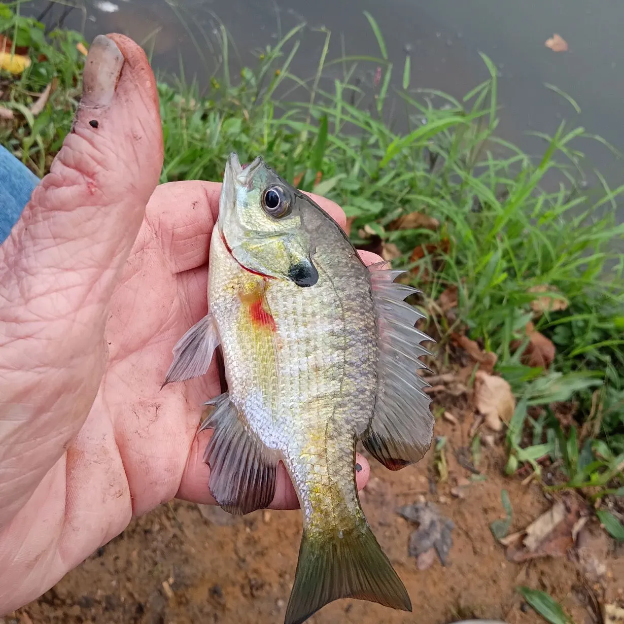Bluegill caught on Fishbrain