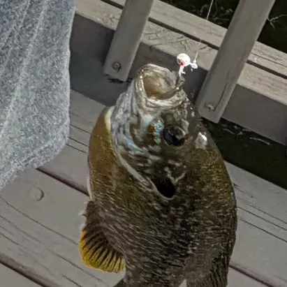 Greengill hybrid caught on Fishbrain