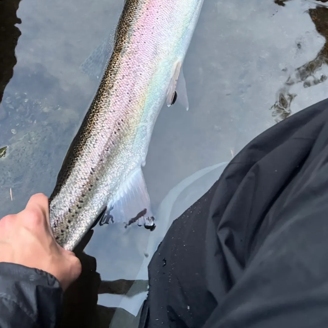Steelhead caught on Fishbrain