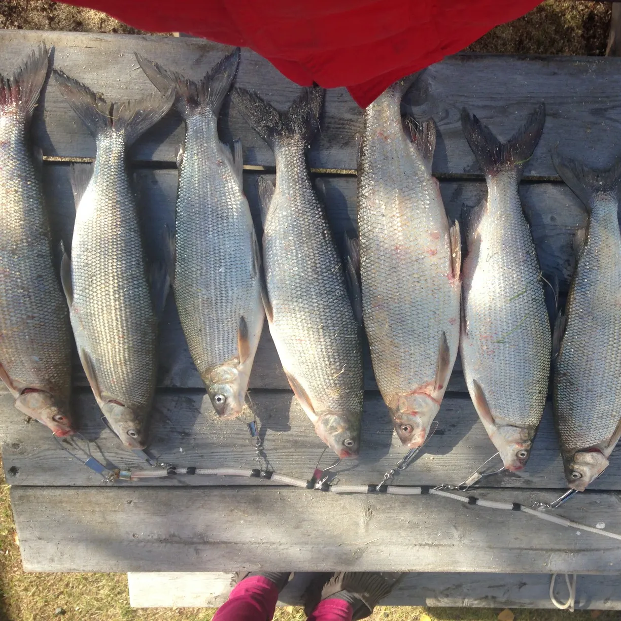 recently logged catches