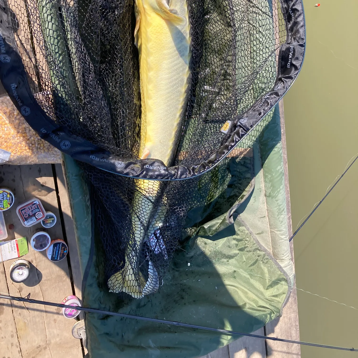 The most recent European sturgeon catches on Fishbrain