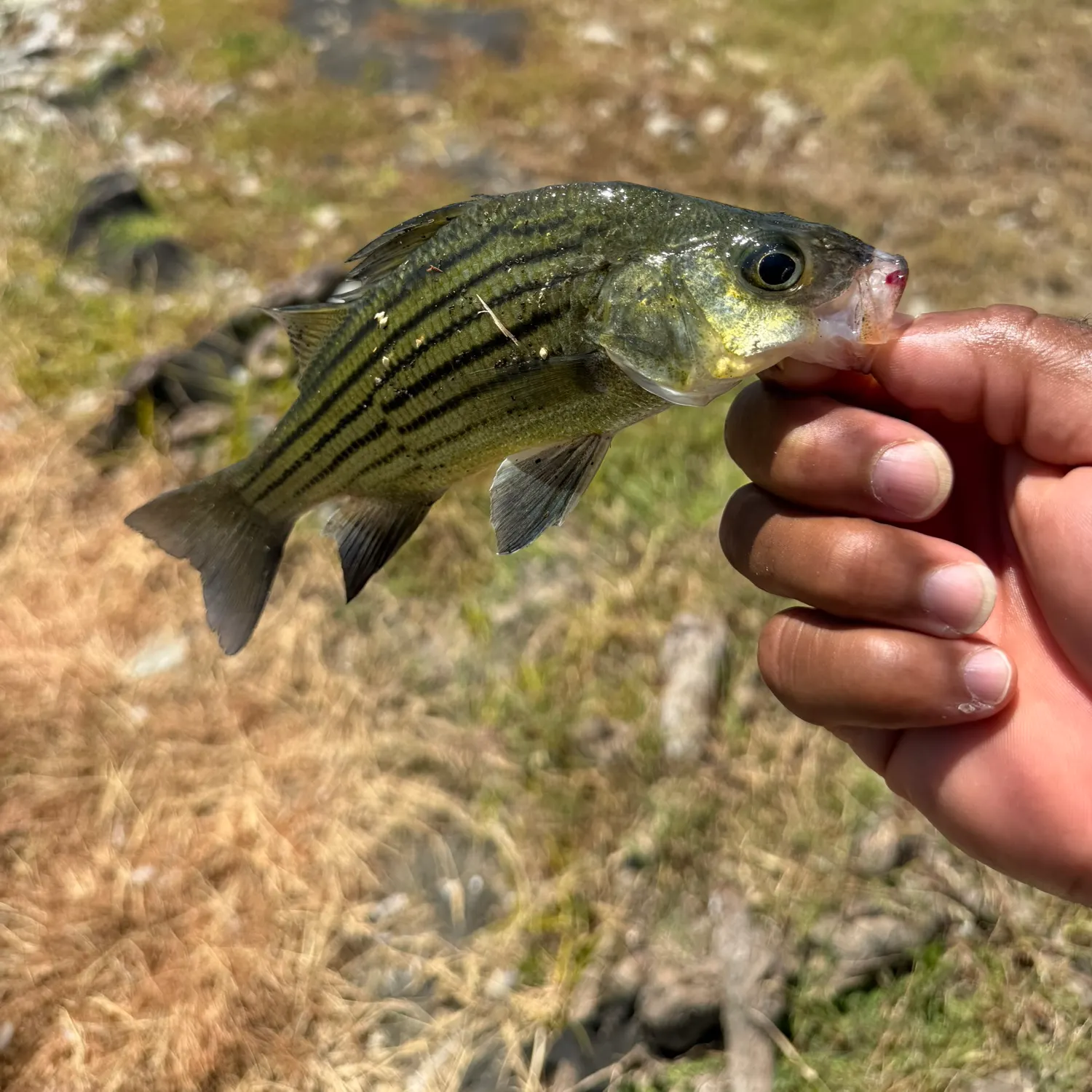 Yellow bass caught on Fishbrain