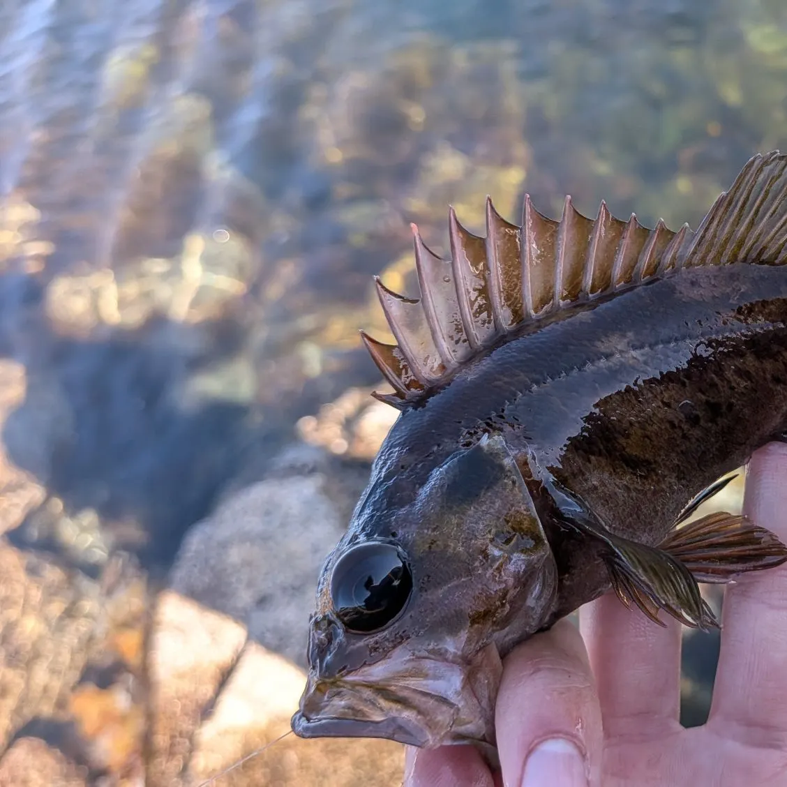 The most recent Copper rockfish catches on Fishbrain