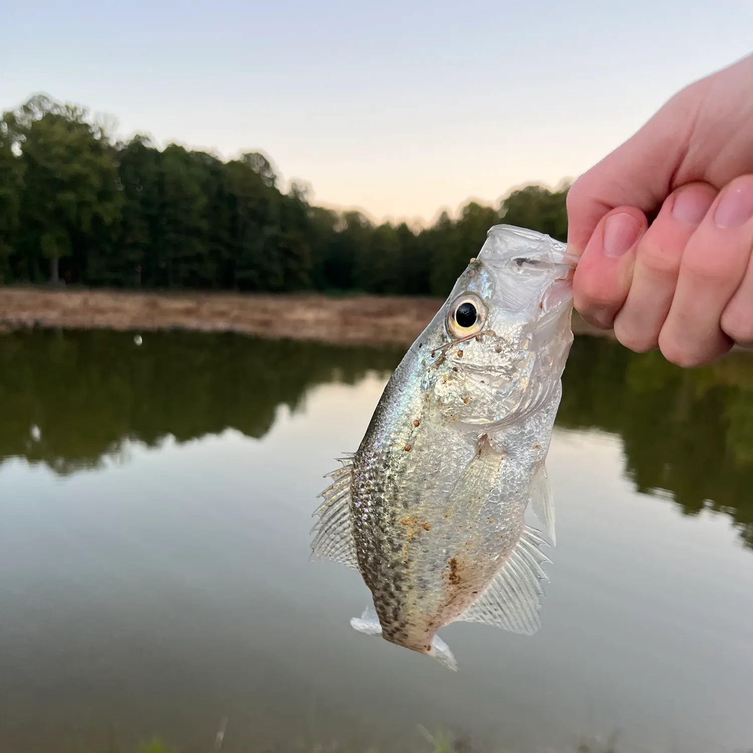 White crappie caught on Fishbrain