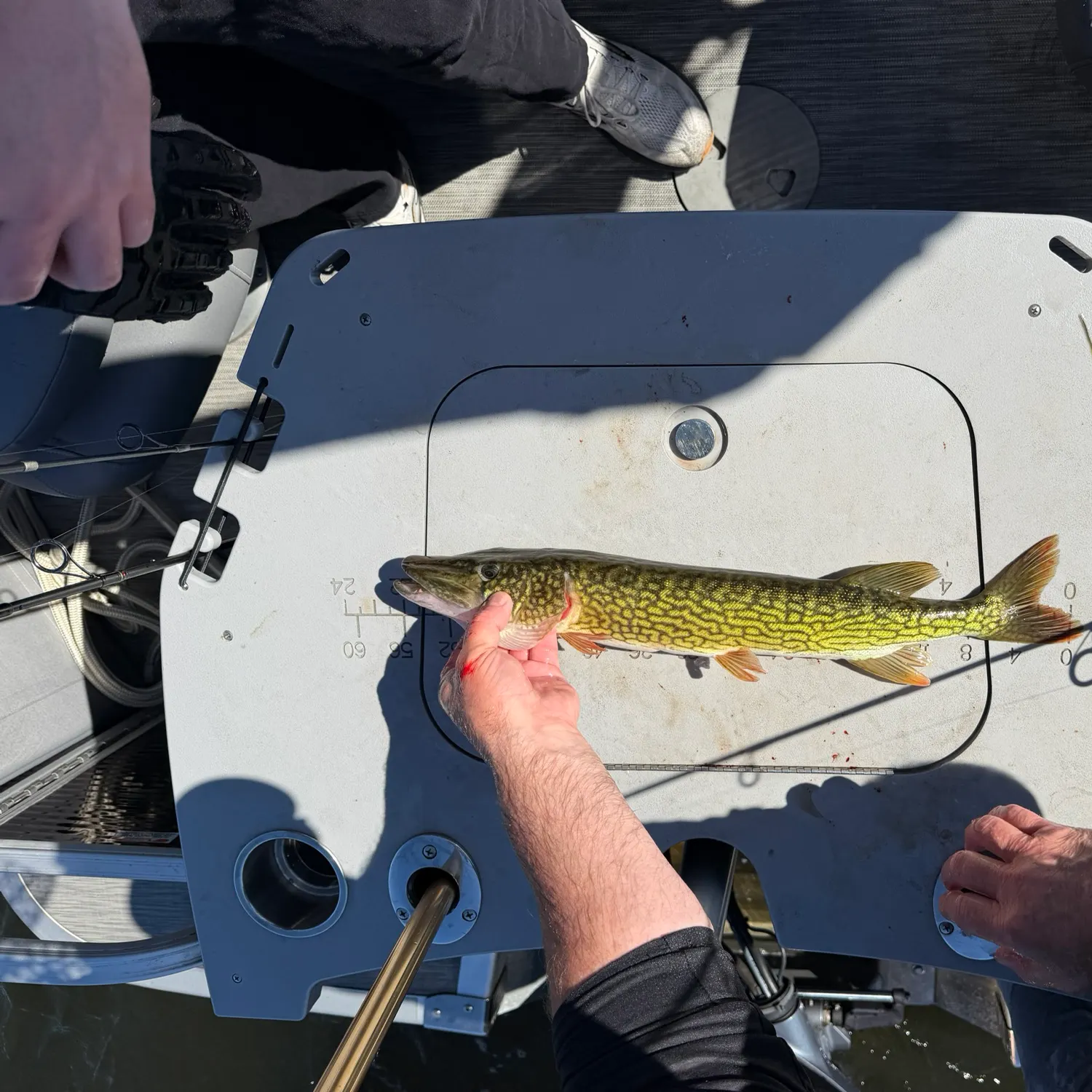 Chain pickerel caught on Fishbrain
