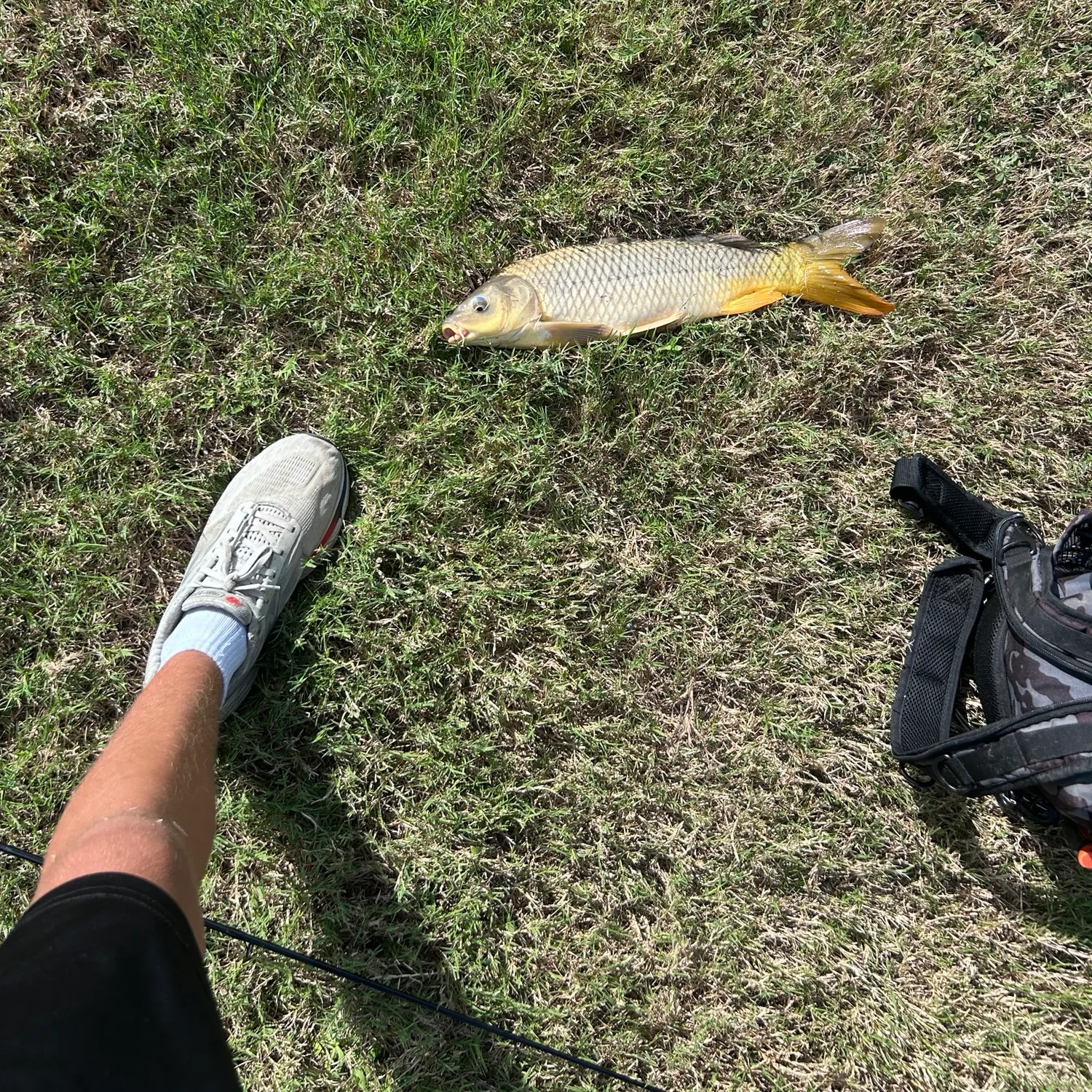 Common carp caught on Fishbrain