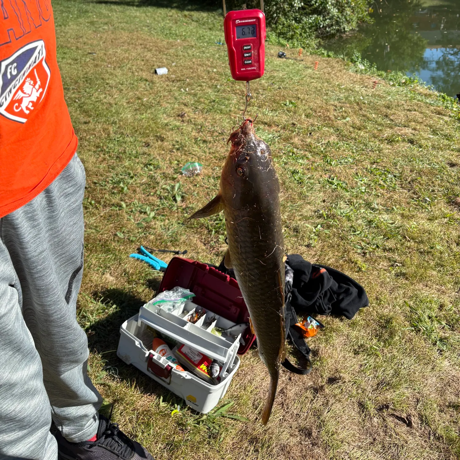 Common carp caught on Fishbrain