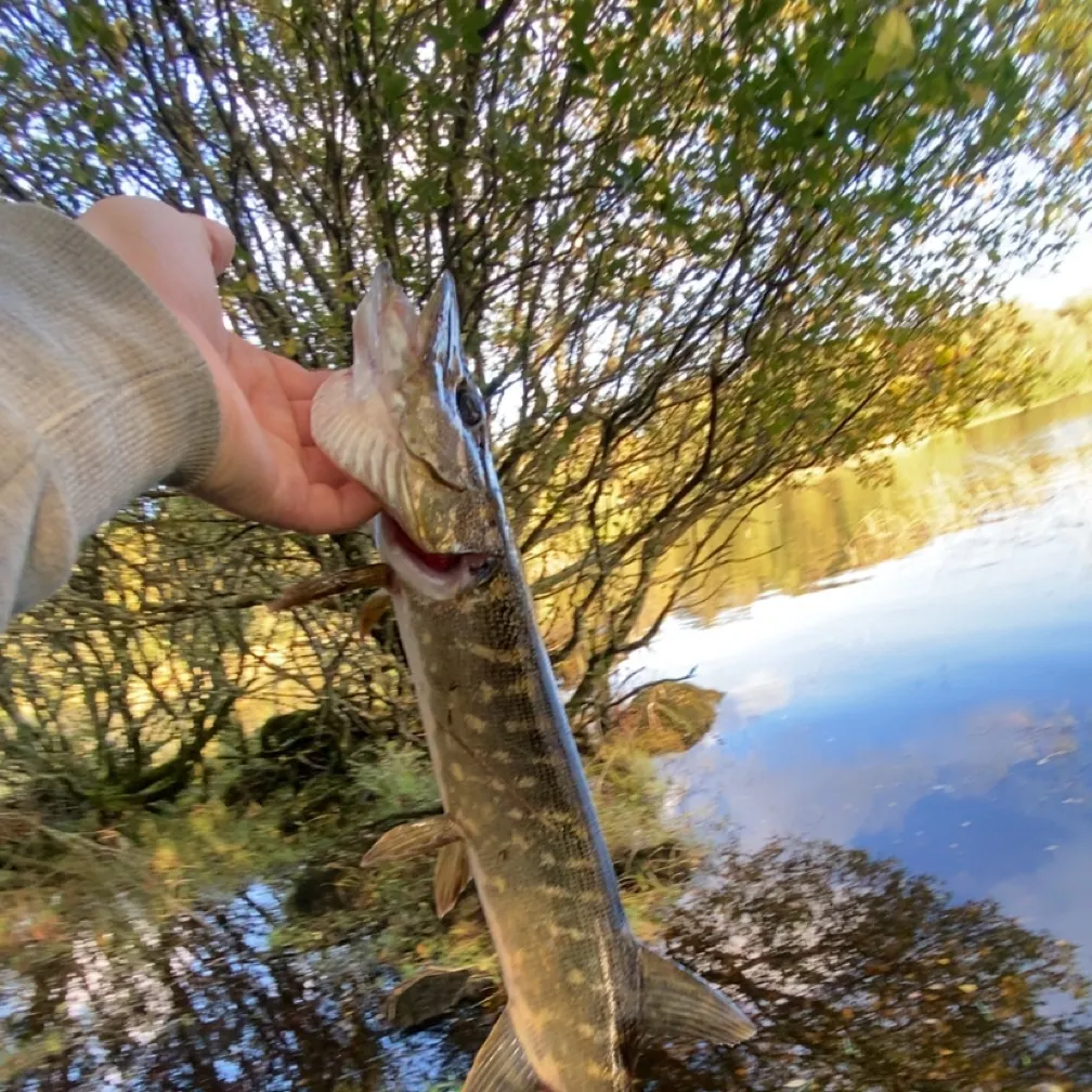 Northern pike caught on Fishbrain