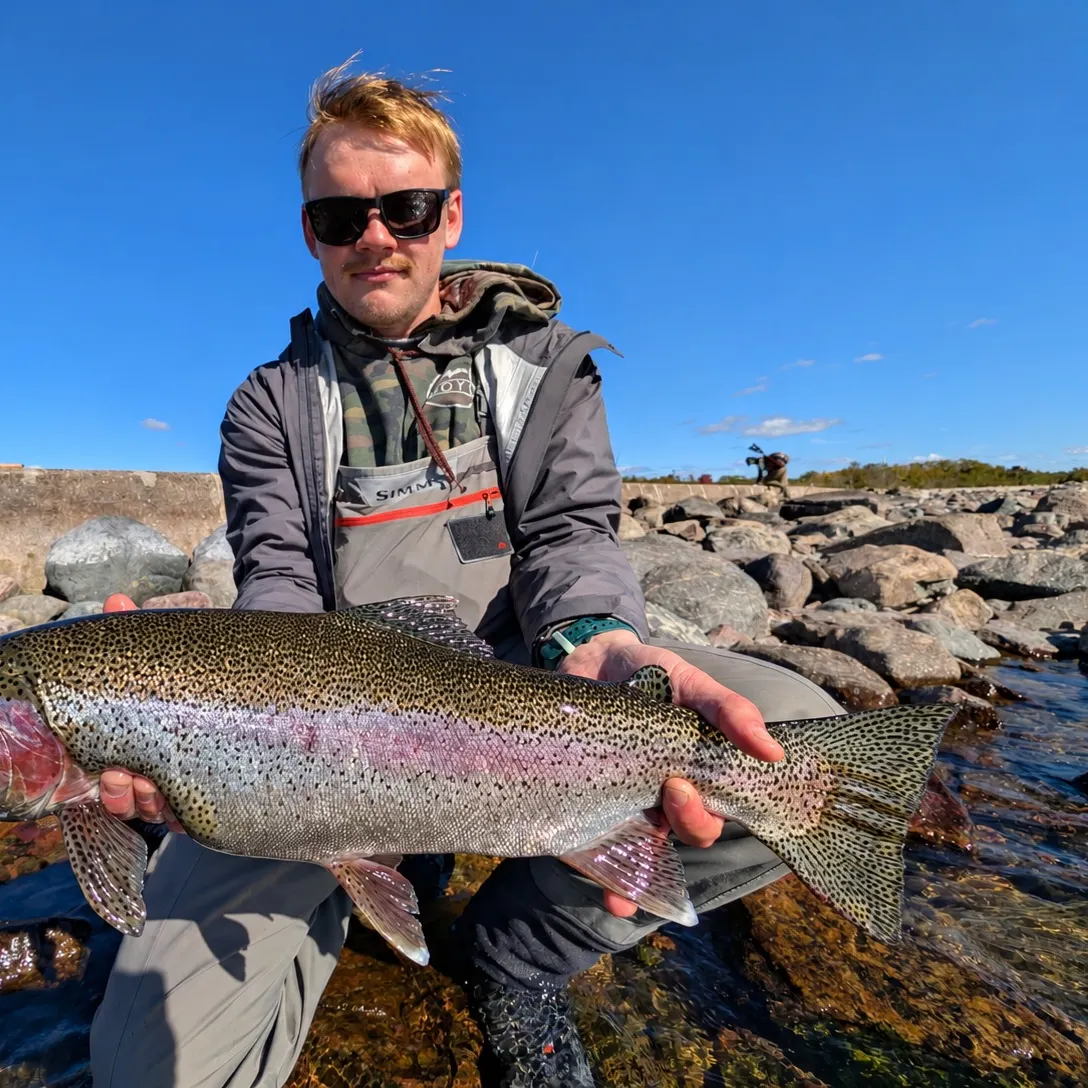 Steelhead caught on Fishbrain