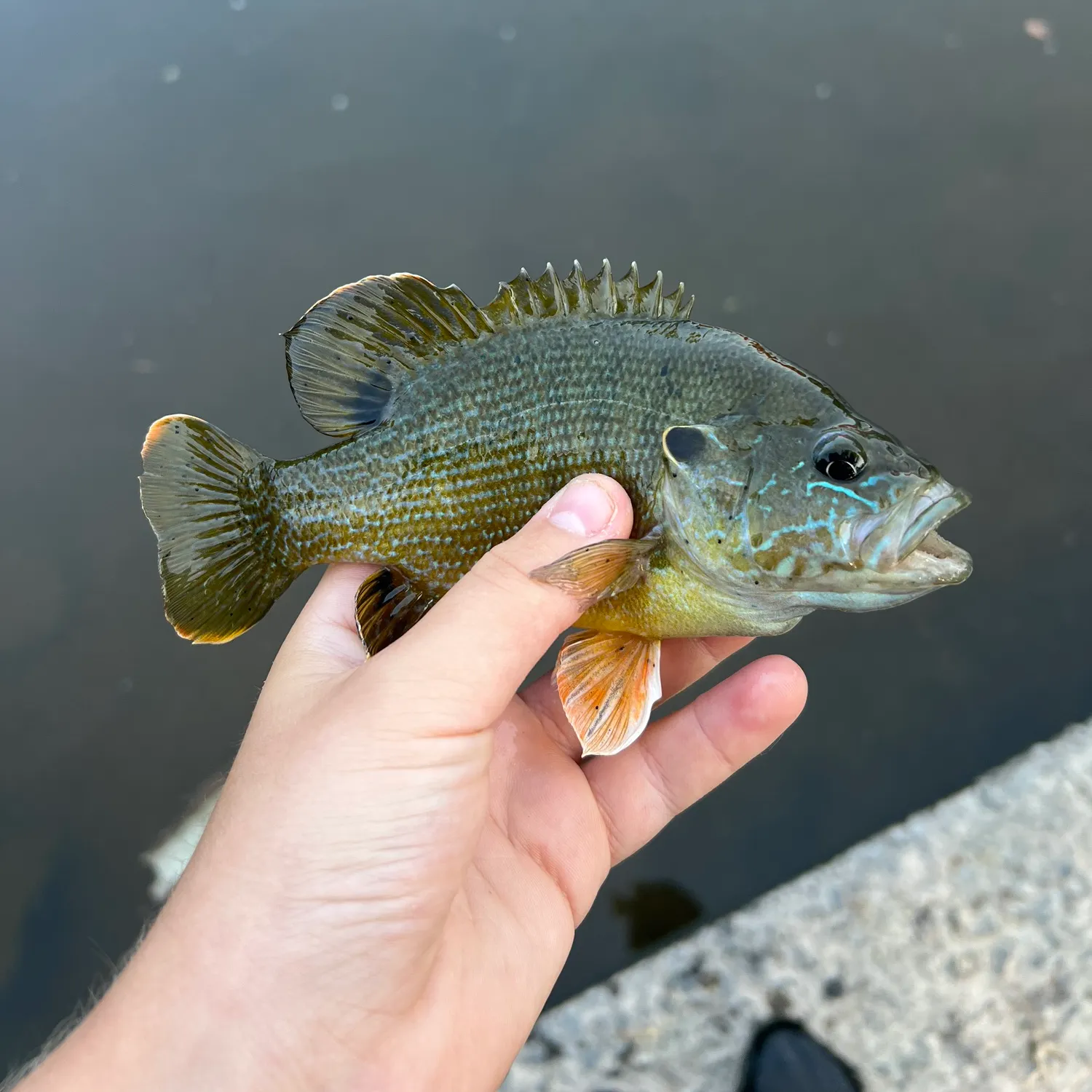 The most recent Wargill hybrid catches on Fishbrain