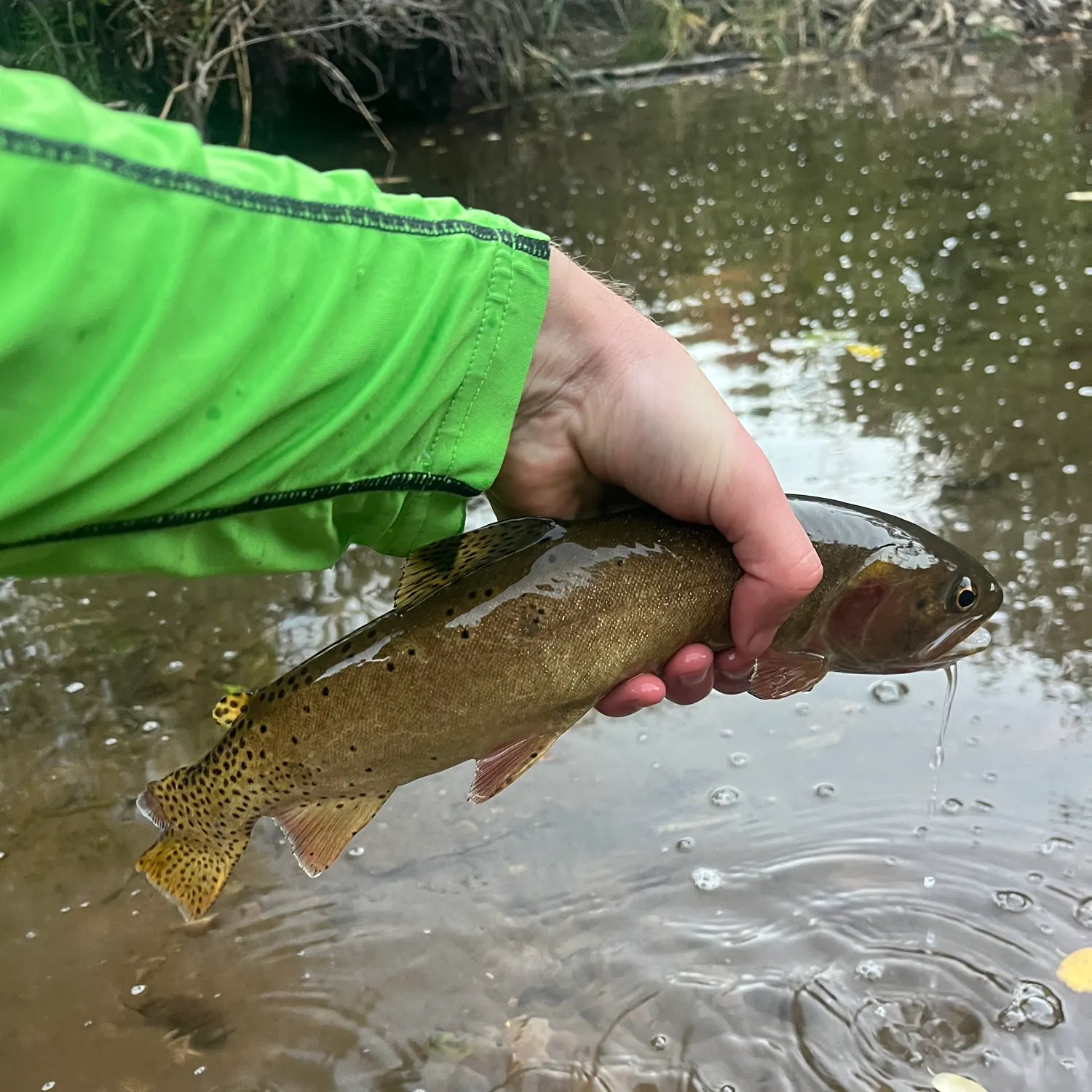 The most recent Bonneville cutthroat trout catches on Fishbrain