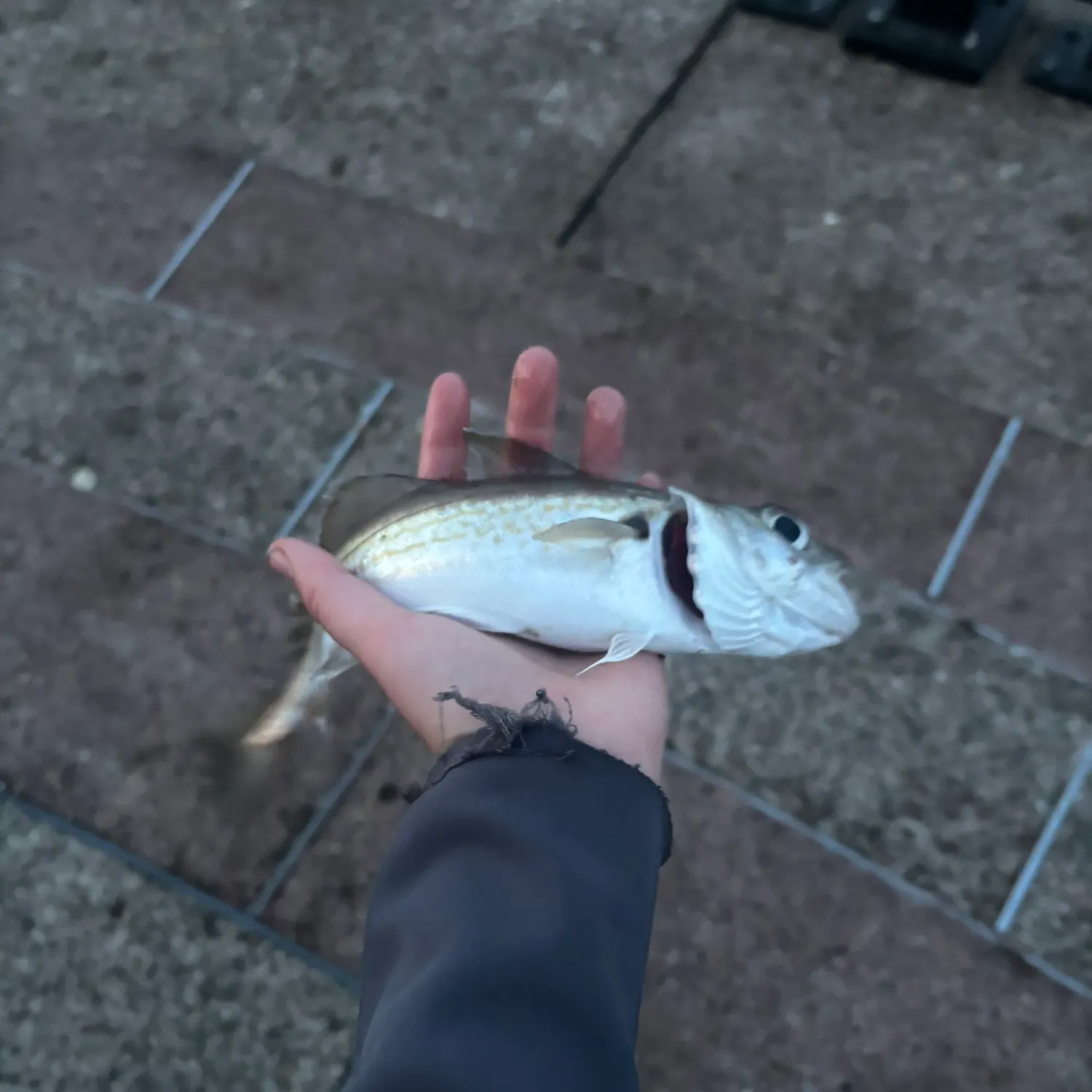 Whiting caught on Fishbrain
