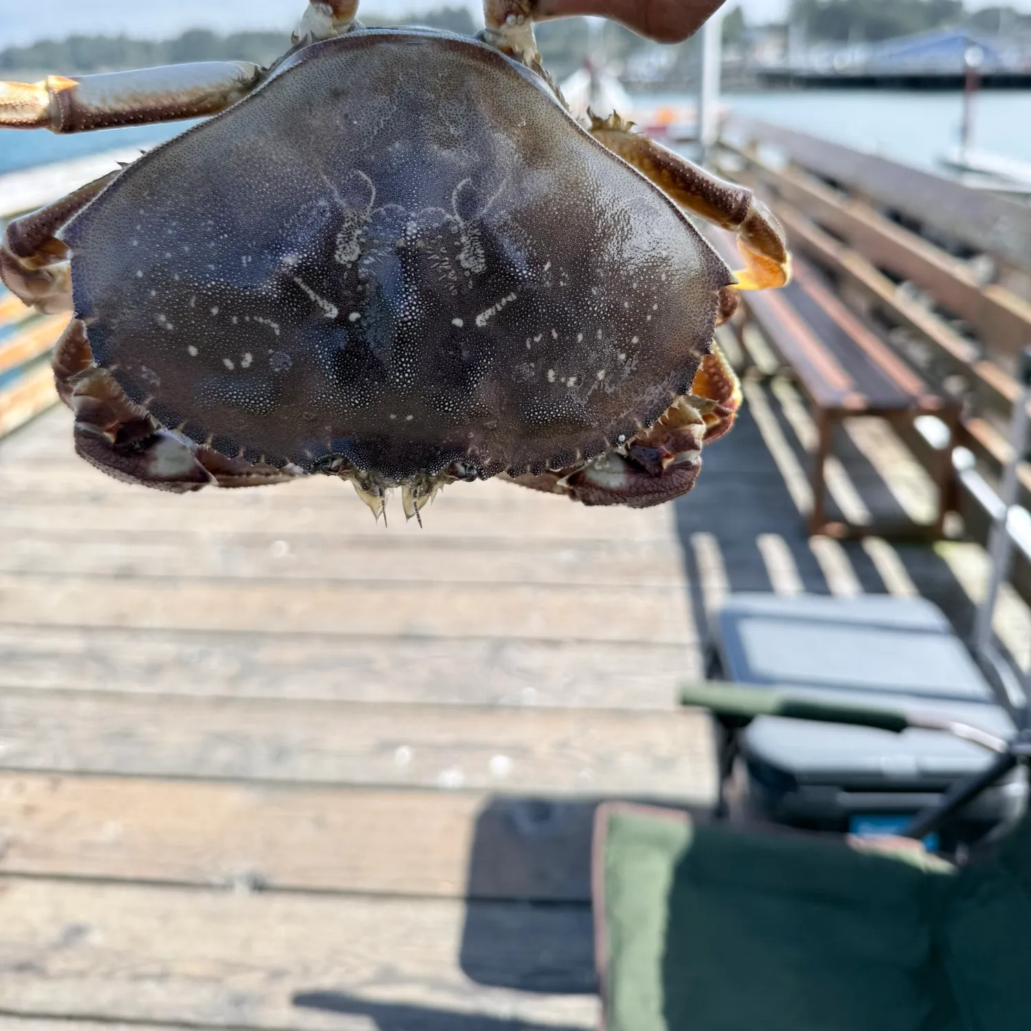 Fish caught on Fishbrain