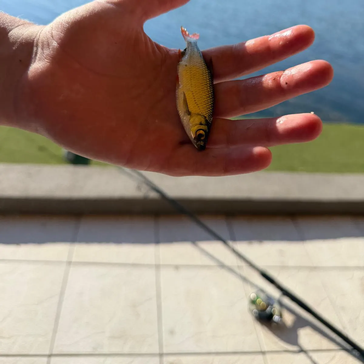 Common rudd caught on Fishbrain