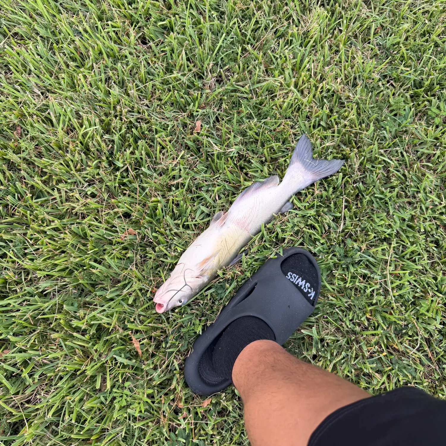 Channel catfish caught on Fishbrain