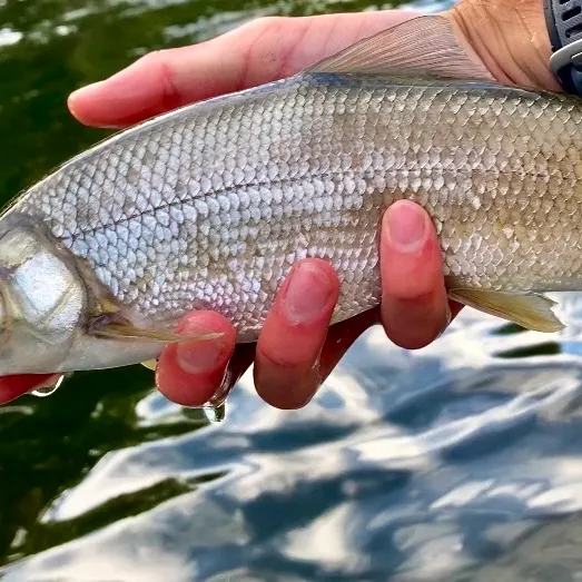 Mountain whitefish caught on Fishbrain