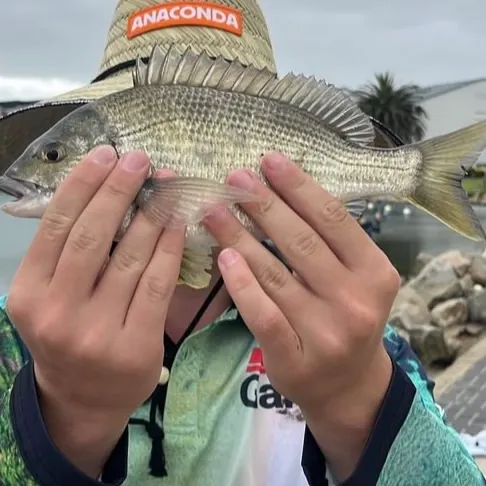 The most recent Southern black bream catches on Fishbrain