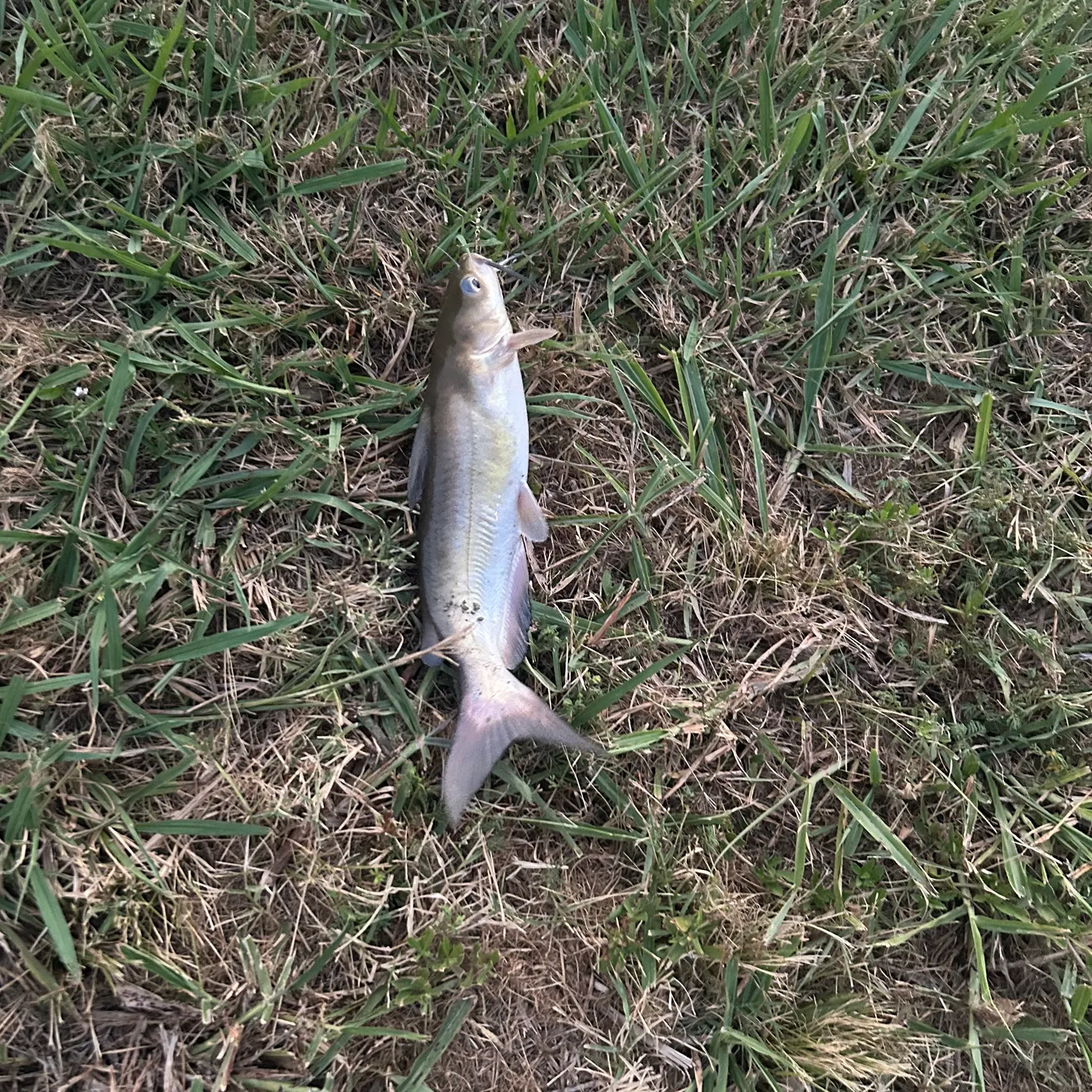 Channel catfish caught on Fishbrain