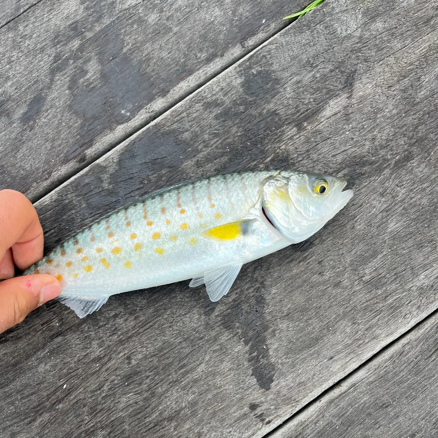 The most recent Eastern Australian salmon catches on Fishbrain